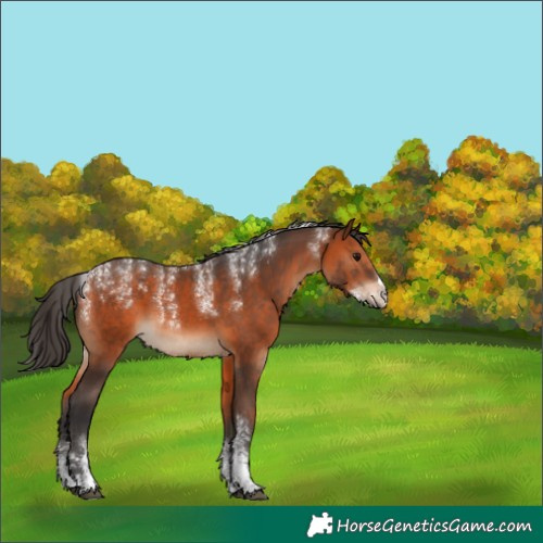 Horse Color:Powder White Bay 