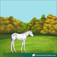 Horse Color:White Spotted Grullo Sabino Splash Frame
