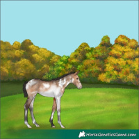 Horse Color:White Spotted Brown Dun Frame Rabicano 