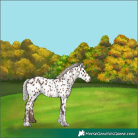 Horse Color:White Spotted Silver Black Tobiano Appaloosa 