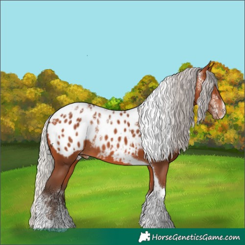 Horse Color:Powder White Silver Bay Tobiano Appaloosa 