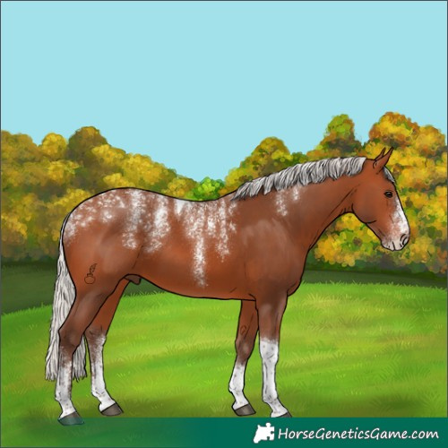 Horse Color:Powder White Silver Bay Tobiano 