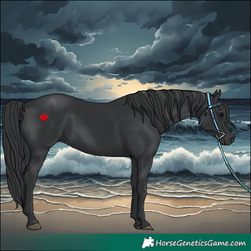 Horse Color:Black 