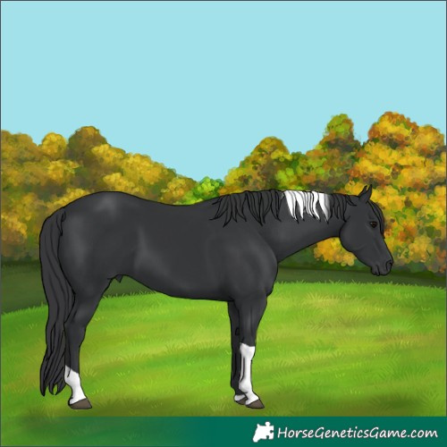 Horse Color:Black Tobiano Rabicano 