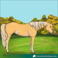 Horse Color:Palomino