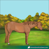 Horse Color:Chestnut 