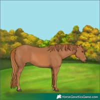 Horse Color:Chestnut 