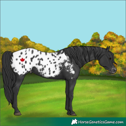 Horse Color:Black Appaloosa 