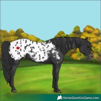 Horse Color:Black Appaloosa