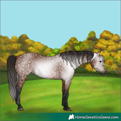 Horse Color:Gray Bay 