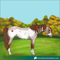 Horse Color:Red Roan Frame