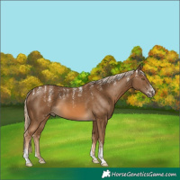 Horse Color:Powder White Chocolate Palomino 