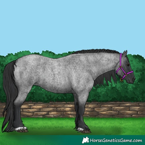 Horse Color:Blue Roan 