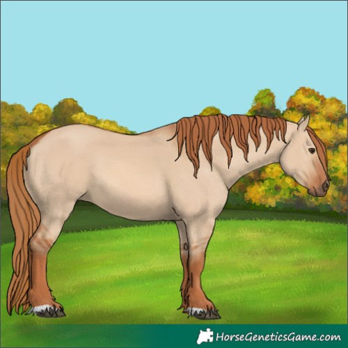 Horse Color:Red Dun 