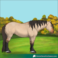 Horse Color:Bay Dun 