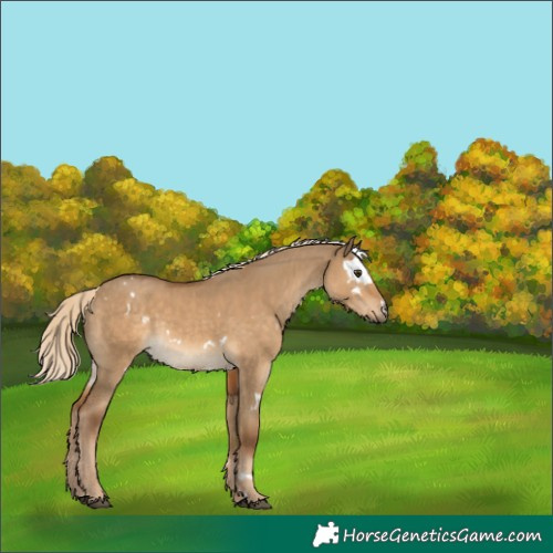 Horse Color:White Spotted Chocolate Palomino Dun 