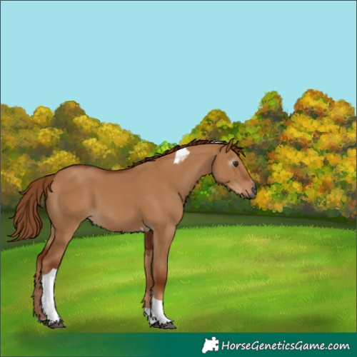 Horse Color:Gray Red Dun Tobiano 