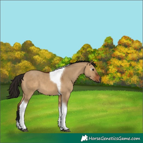 Horse Color:Gray Bay Dun Tobiano 