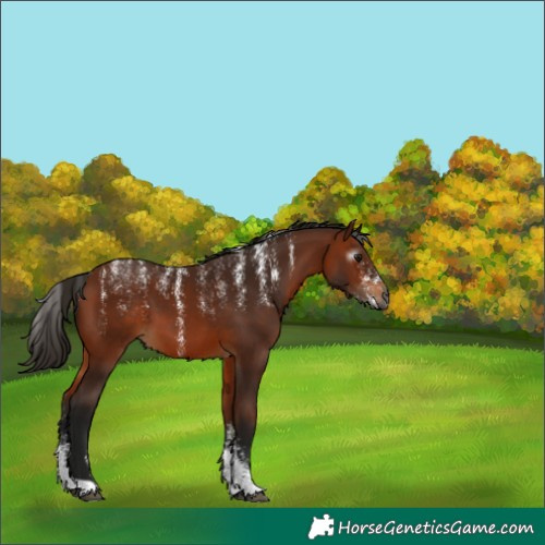 Horse Color:Powder White Gray Bay 
