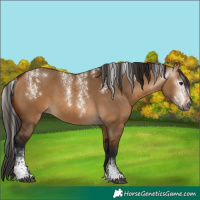Horse Color:Powder White Gray Bay Dun 