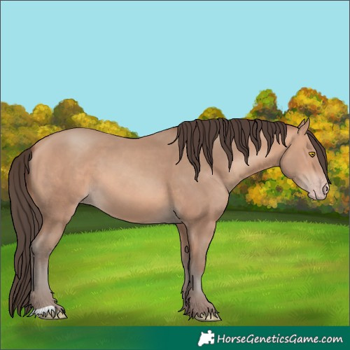 Horse Color:Amber Champagne 