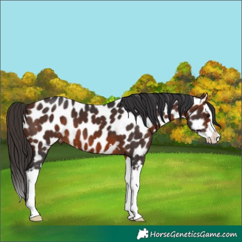 Horse Color:Bay Splash Appaloosa 