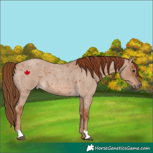 Horse Color:Red Dun Roan 