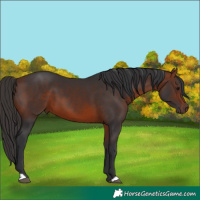 Horse Color:Bay 