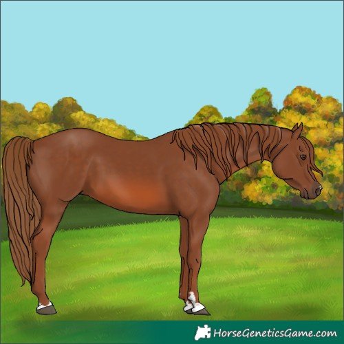 Horse Color:Chestnut 