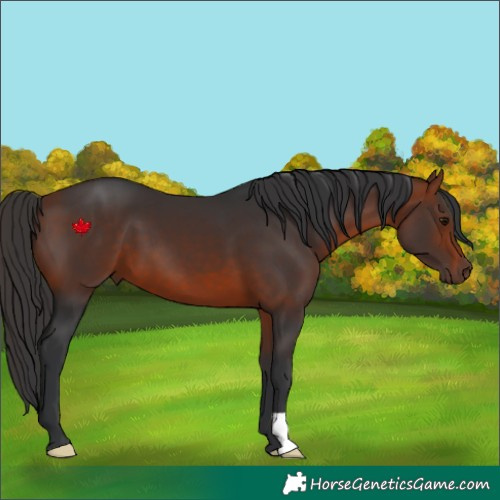Horse Color:Brown 