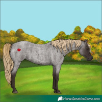 Horse Color:Liver Red Roan 