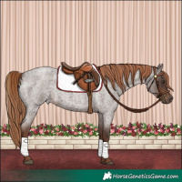 Horse Color:Liver Red Roan 