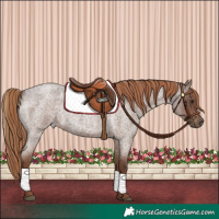 Horse Color:Liver Red Roan 