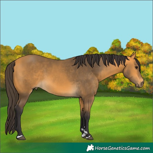 Horse Color:Buckskin 