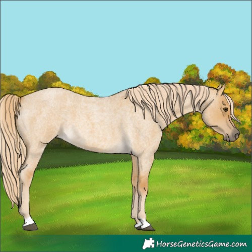 Horse Color:Palomino Roan Dun 
