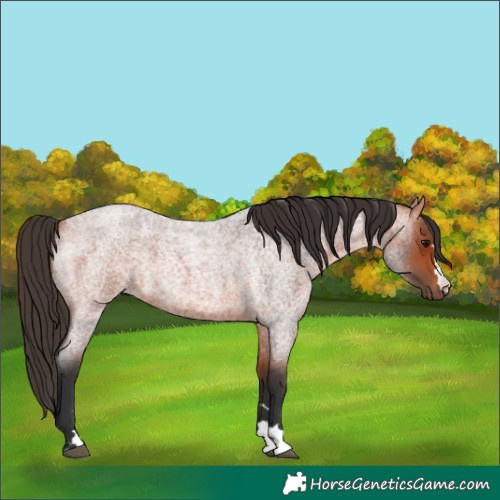 Horse Color:Bay Roan 