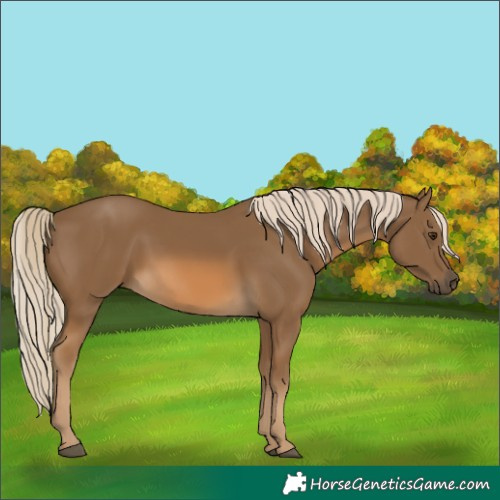 Horse Color:Chocolate Palomino 