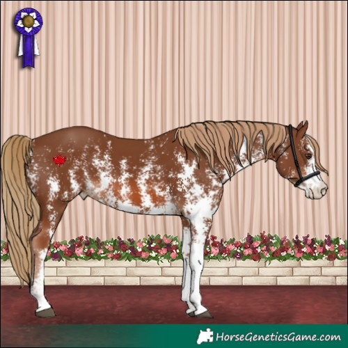 Horse Color:Chestnut Sabino 