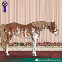 Horse Color:Chestnut Sabino 
