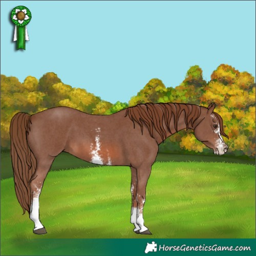 Horse Color:Chestnut Sabino 