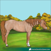 Horse Color:Red Roan 