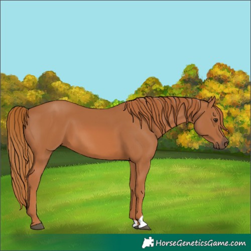 Horse Color:Chestnut 
