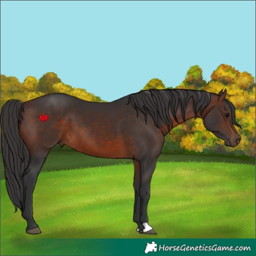 Horse Color:Brown 