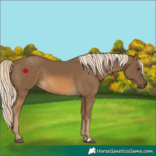 Horse Color:Chocolate Palomino 