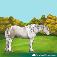 Horse Color:Powder White Silver Grullo Tobiano 