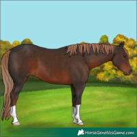 Horse Color:Liver Chestnut 