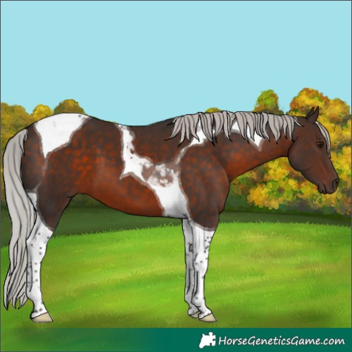 Horse Color:Silver Brown Tobiano 