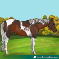 Horse Color:Silver Brown Tobiano 