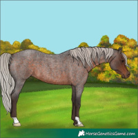 Horse Color:Silver Brown Roan 