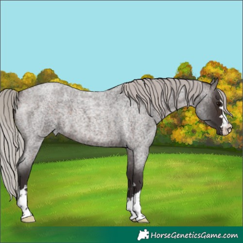 Horse Color:Silver Brown Roan 